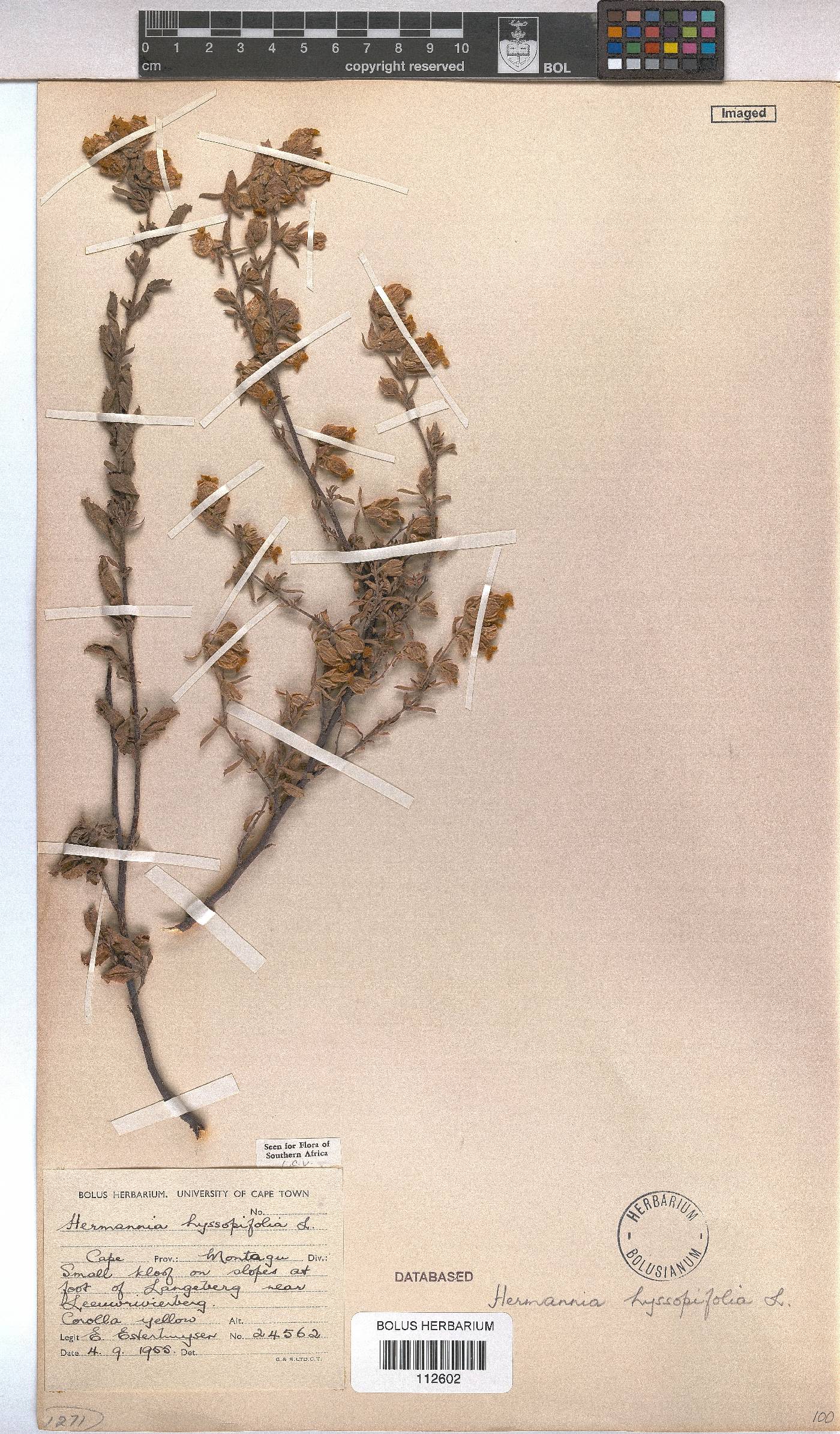 Hermannia hyssopifolia image