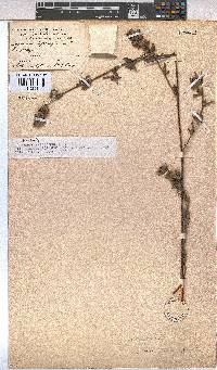 Hermannia hyssopifolia image