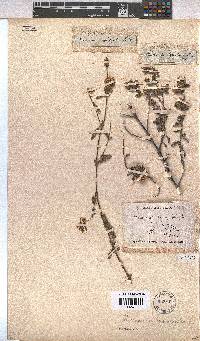 Hermannia hyssopifolia image