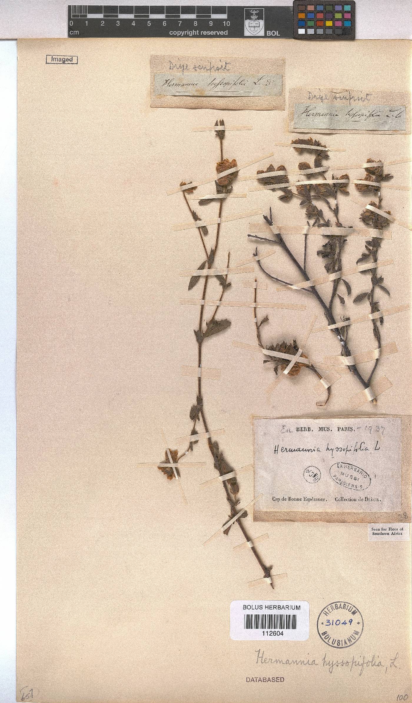 Hermannia hyssopifolia image