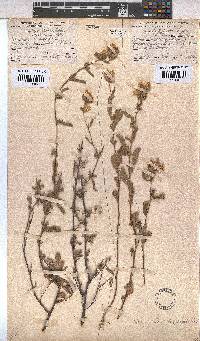 Hermannia hyssopifolia image