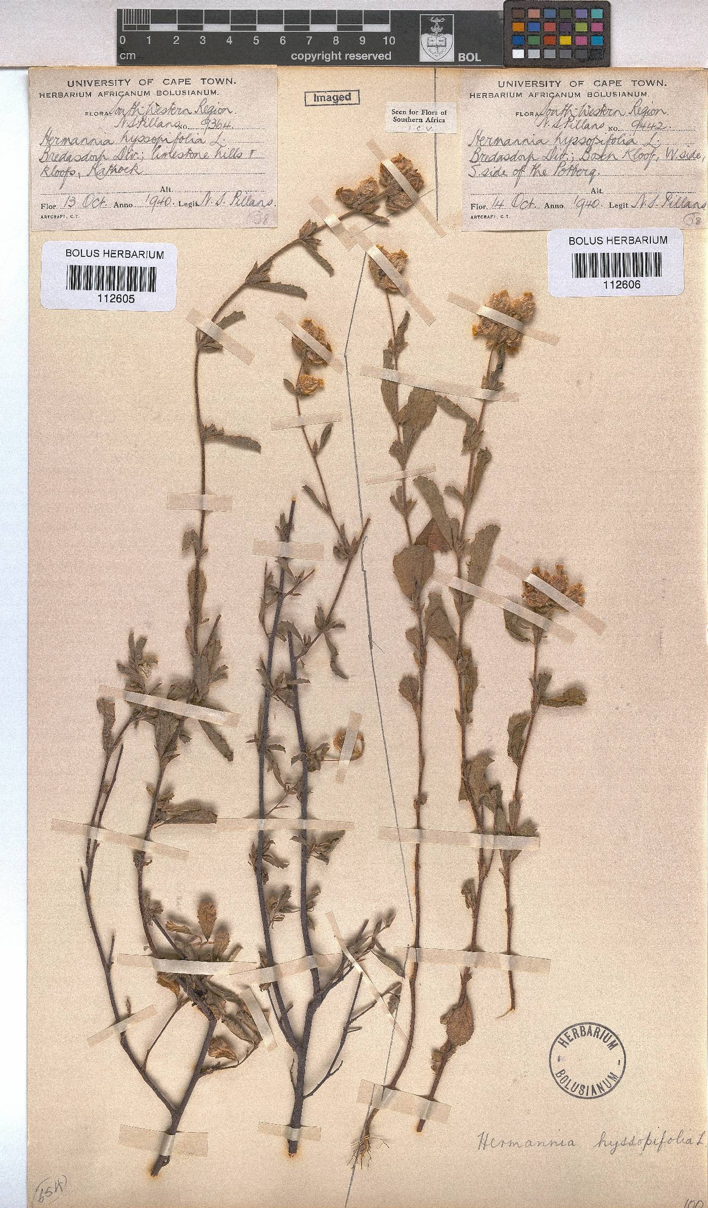 Hermannia hyssopifolia image