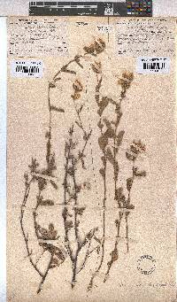 Hermannia hyssopifolia image