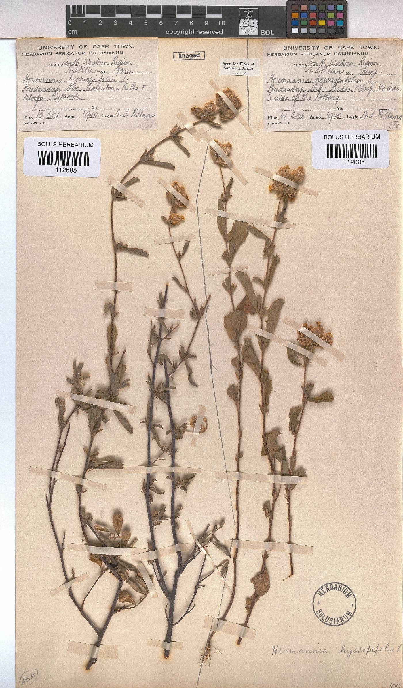 Hermannia hyssopifolia image