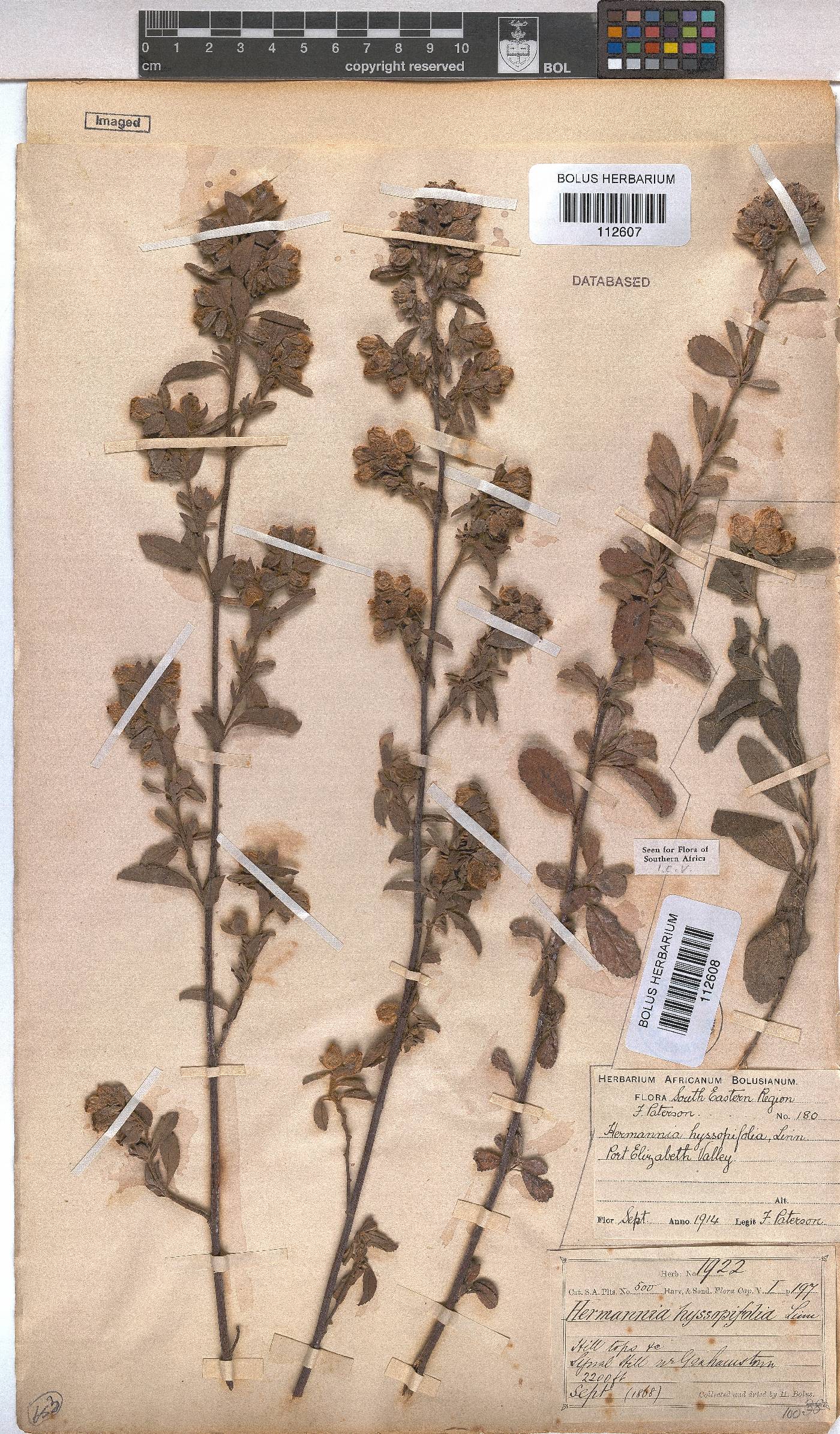 Hermannia hyssopifolia image