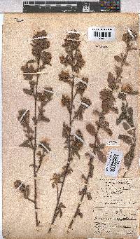 Hermannia hyssopifolia image