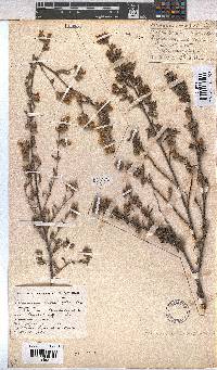 Hermannia hyssopifolia image