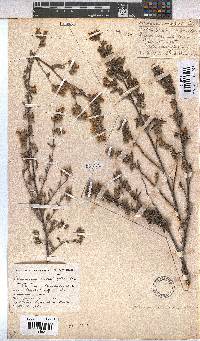 Hermannia hyssopifolia image
