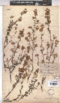 Hermannia hyssopifolia image