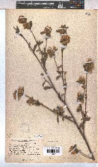 Hermannia hyssopifolia image