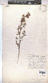 Hermannia hyssopifolia image