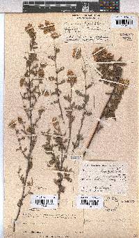 Hermannia hyssopifolia image
