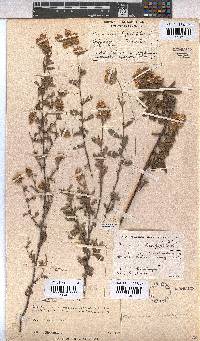 Hermannia hyssopifolia image