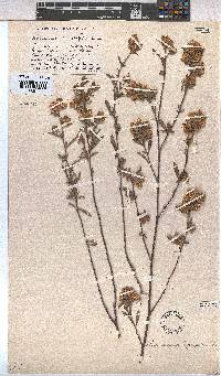 Hermannia hyssopifolia image