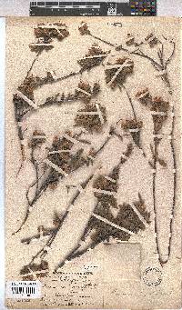 Hermannia hyssopifolia image