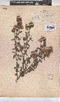 Hermannia hyssopifolia image