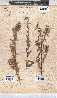 Hermannia hyssopifolia image