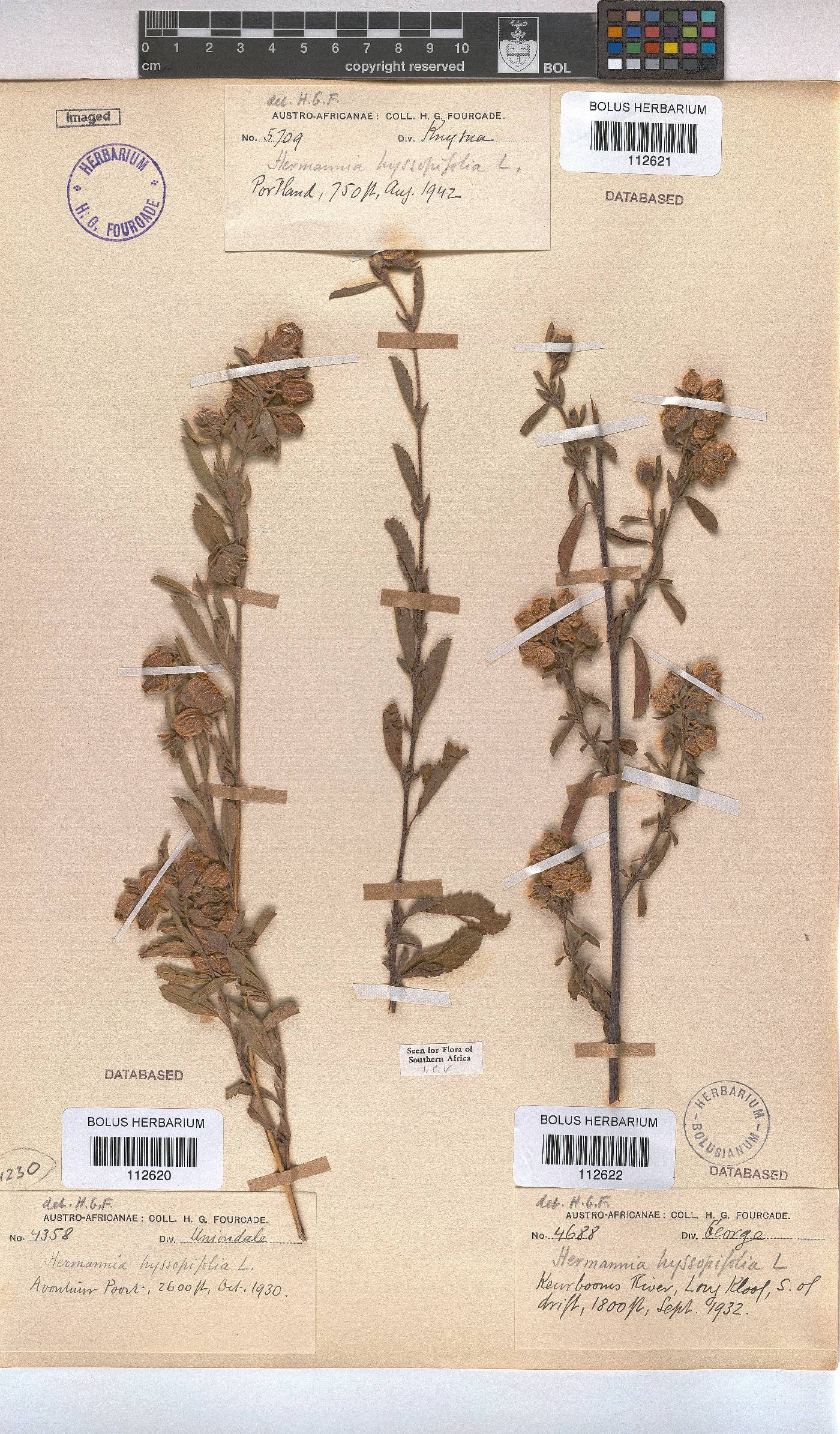 Hermannia hyssopifolia image