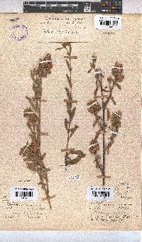 Hermannia hyssopifolia image