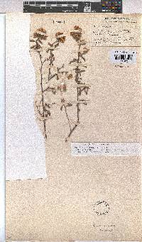 Hermannia hyssopifolia image