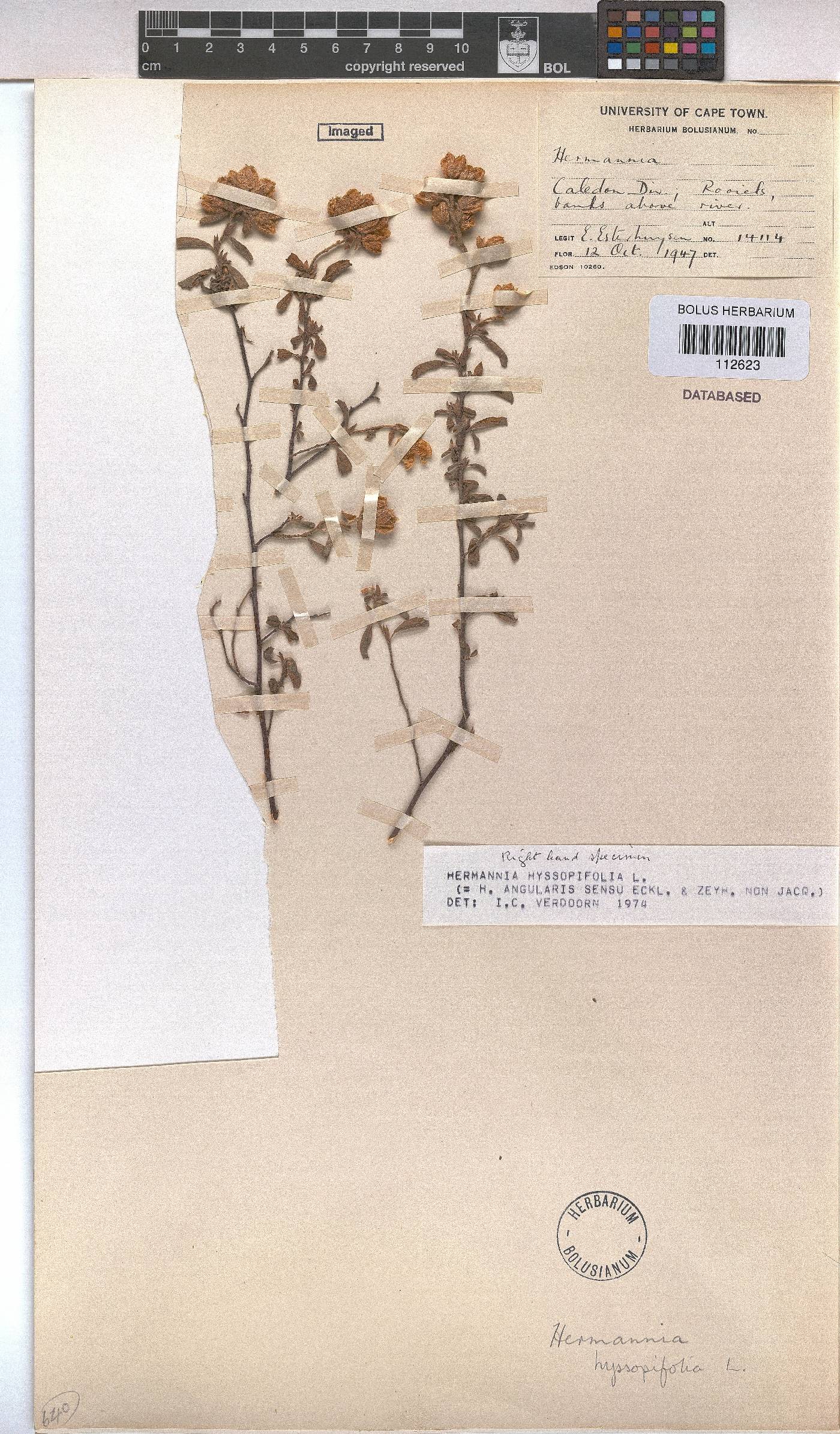 Hermannia hyssopifolia image