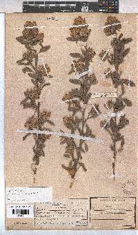 Hermannia hyssopifolia image