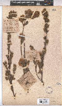 Hermannia hyssopifolia image