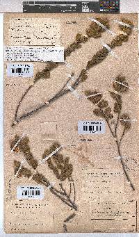 Hermannia salviifolia image