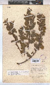 Hermannia salviifolia image