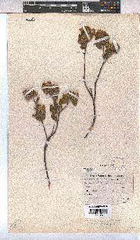 Hermannia salviifolia image