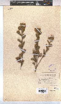 Hermannia salviifolia image