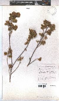 Hermannia salviifolia image