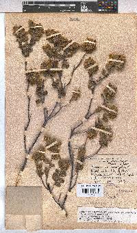Hermannia salviifolia image