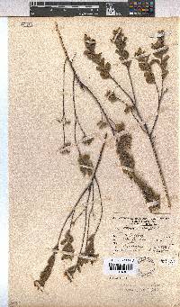 Hermannia salviifolia image