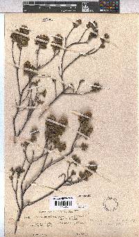 Hermannia salviifolia image