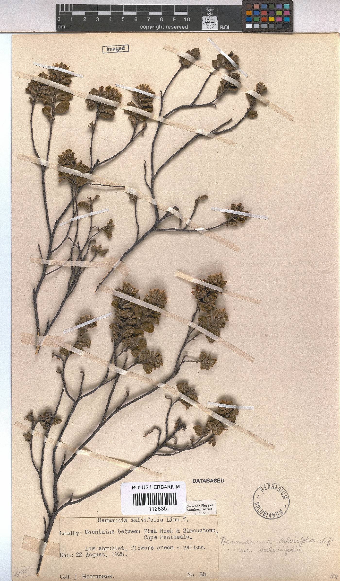 Hermannia salviifolia image