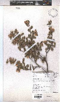 Hermannia salviifolia image