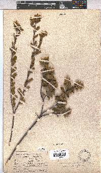 Hermannia salviifolia image