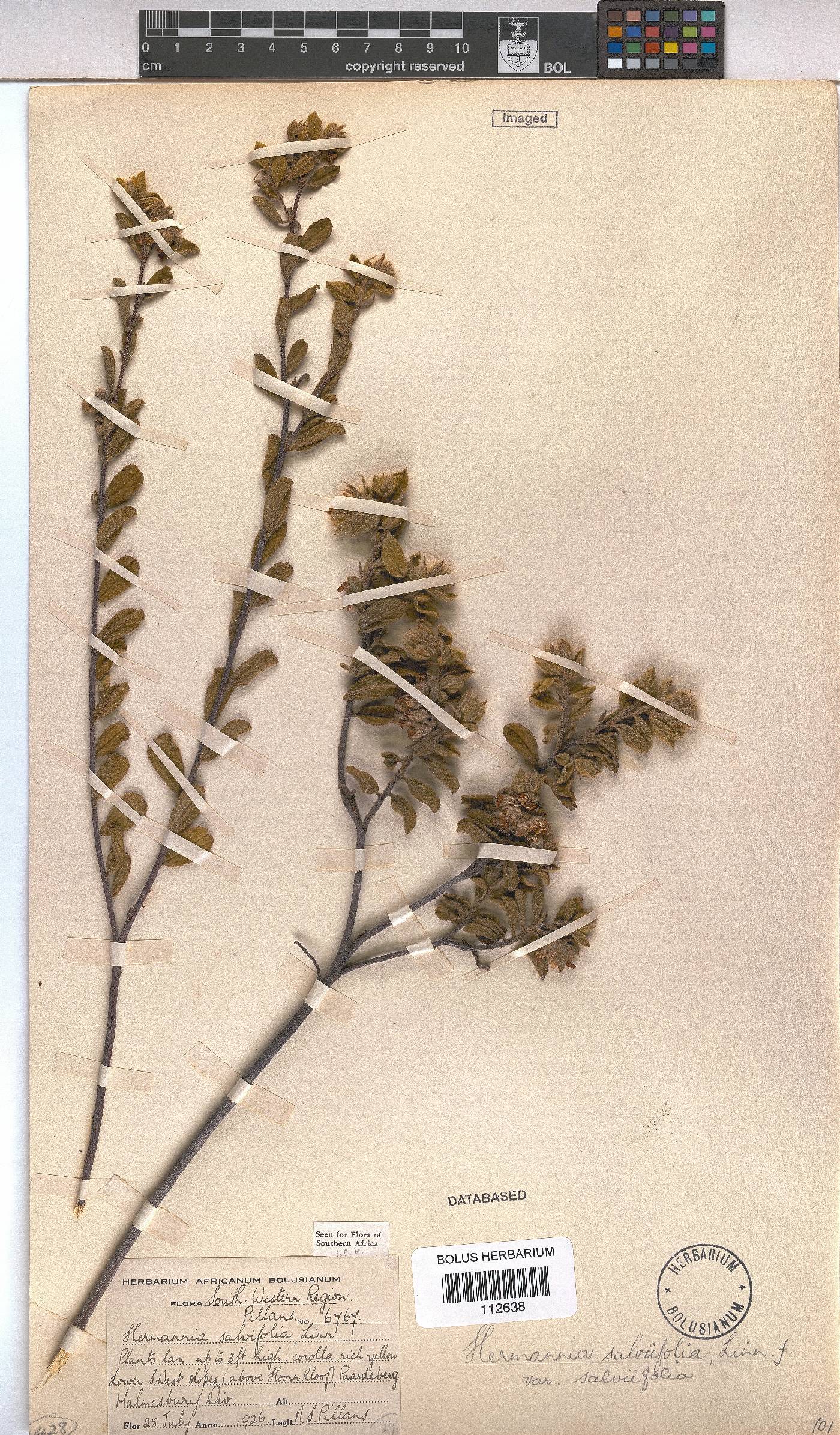 Hermannia salviifolia image