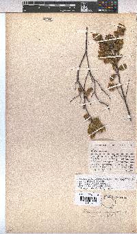 Hermannia salviifolia image