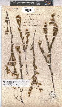 Hermannia salviifolia image