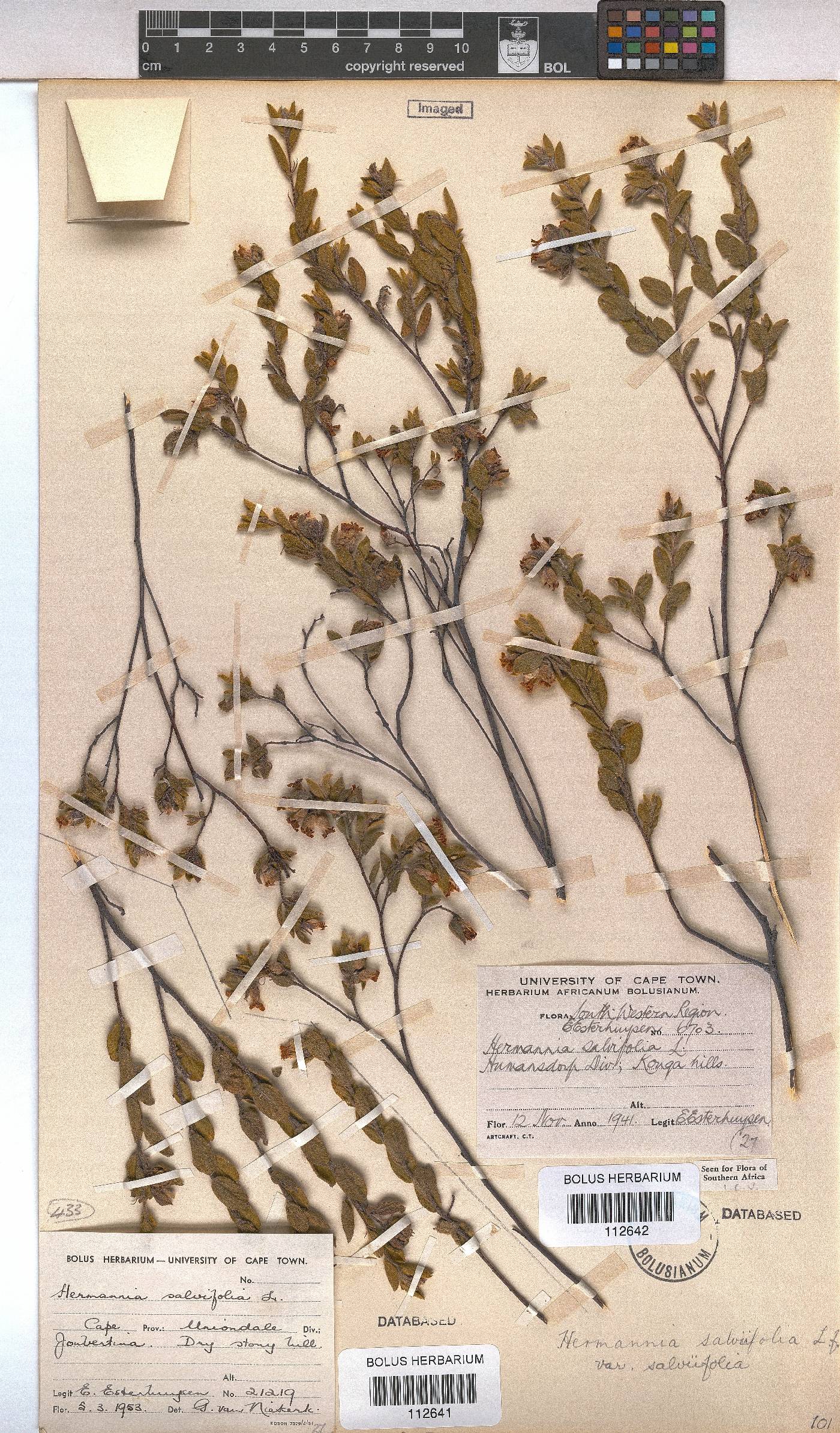 Hermannia salviifolia var. salviifolia image