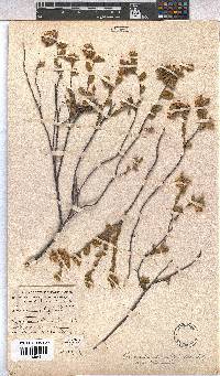 Hermannia salviifolia image