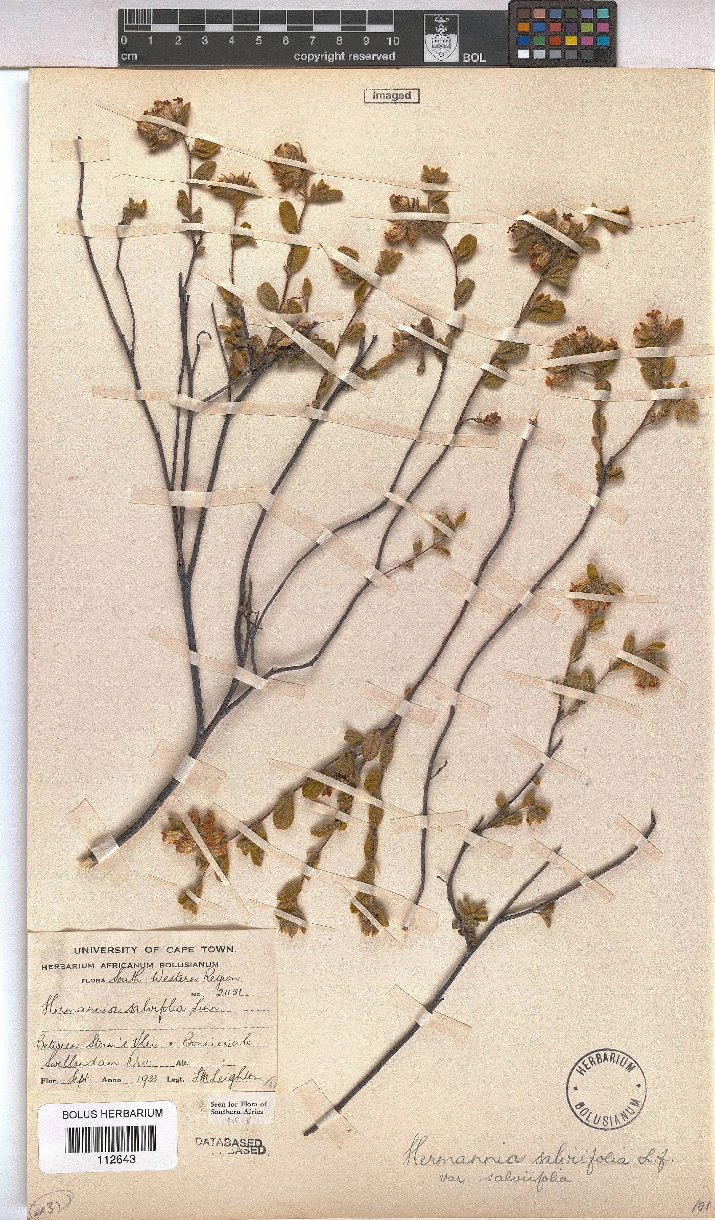 Hermannia salviifolia var. salviifolia image