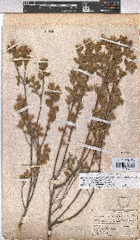 Hermannia salviifolia image