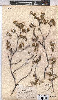 Hermannia salviifolia image