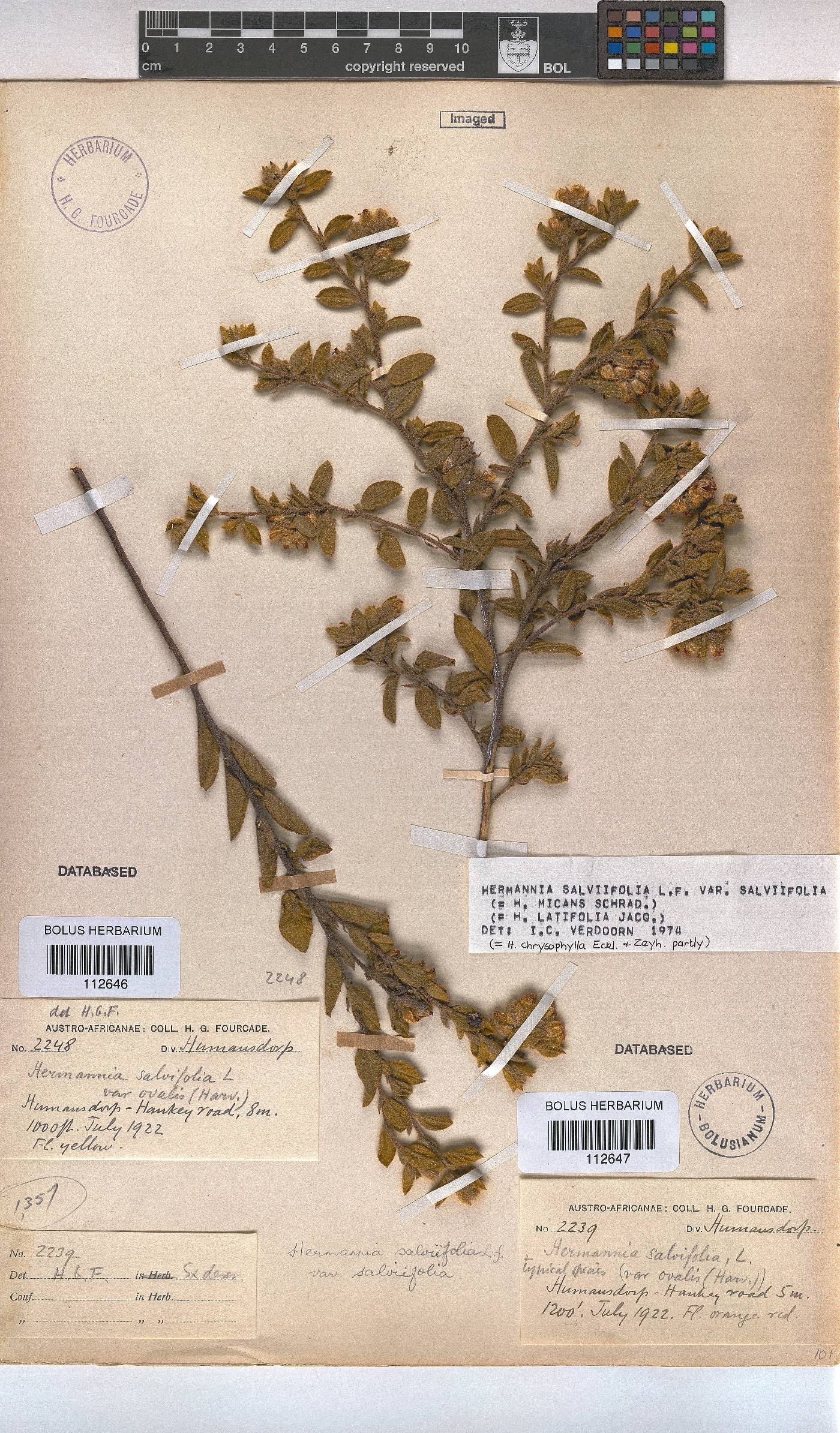 Hermannia salviifolia image
