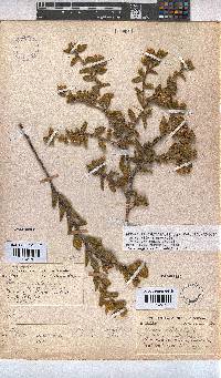 Hermannia salviifolia image