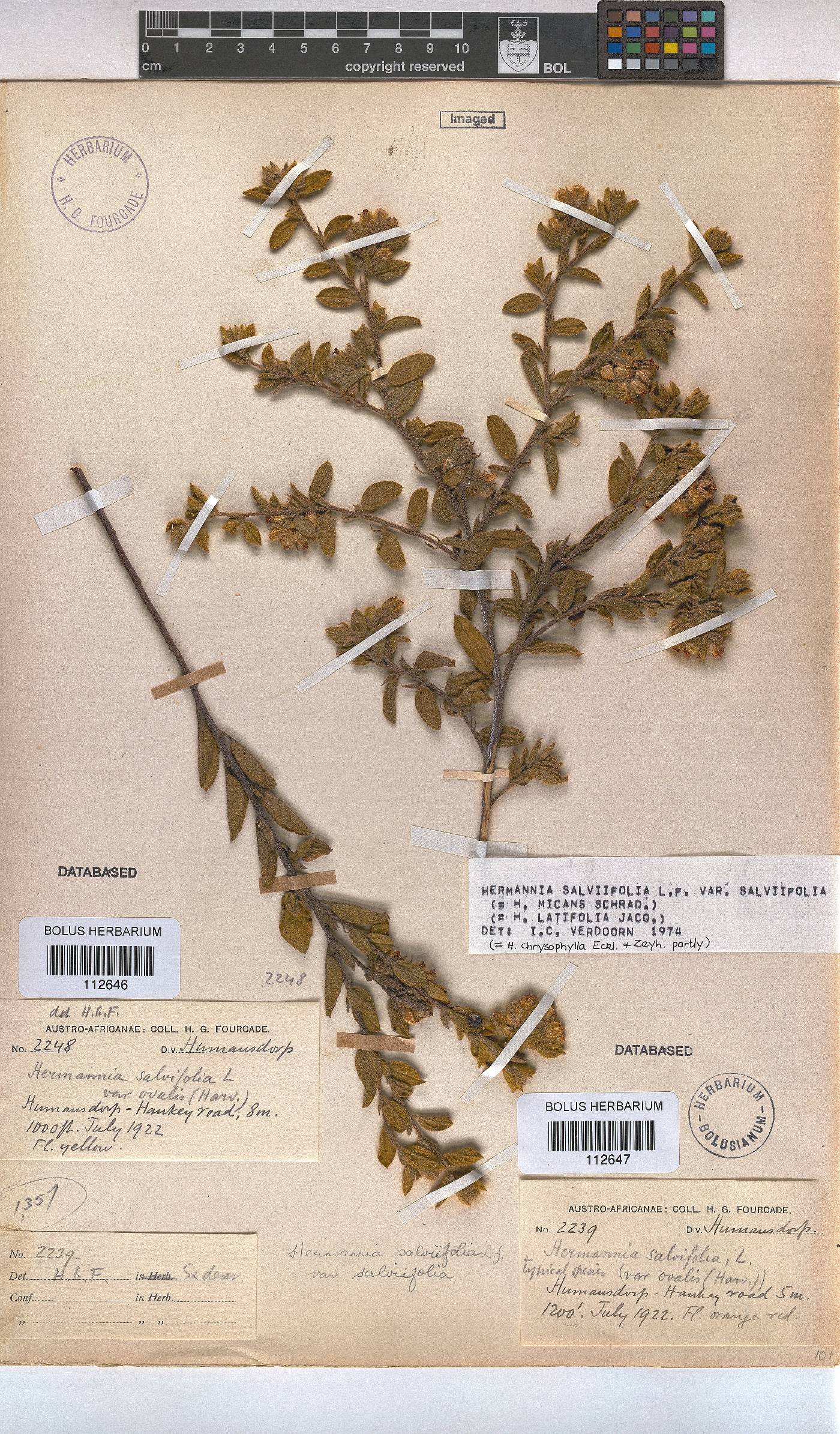 Hermannia salviifolia var. salviifolia image