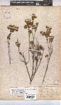 Hermannia salviifolia image